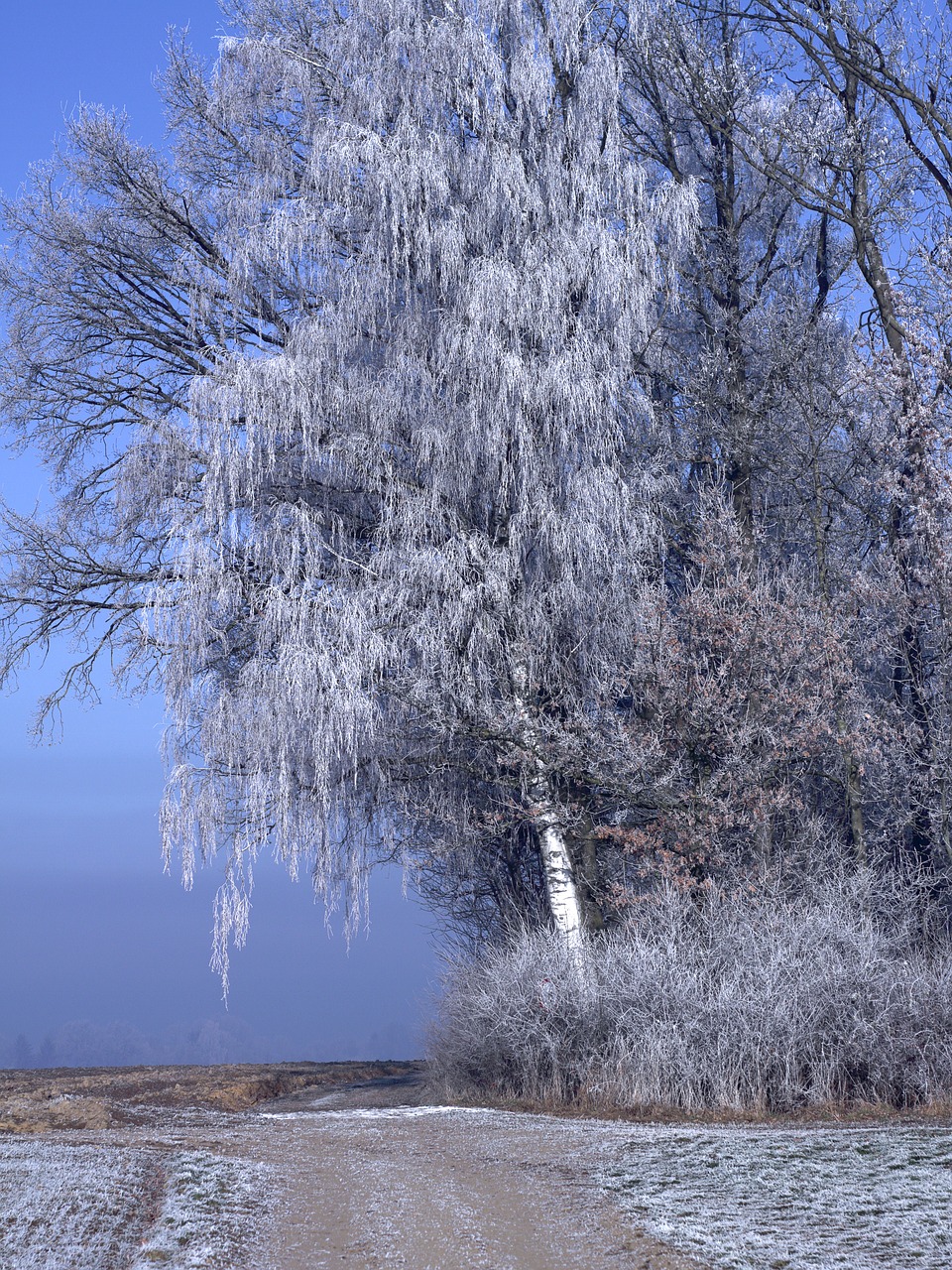 winter tree nature free photo