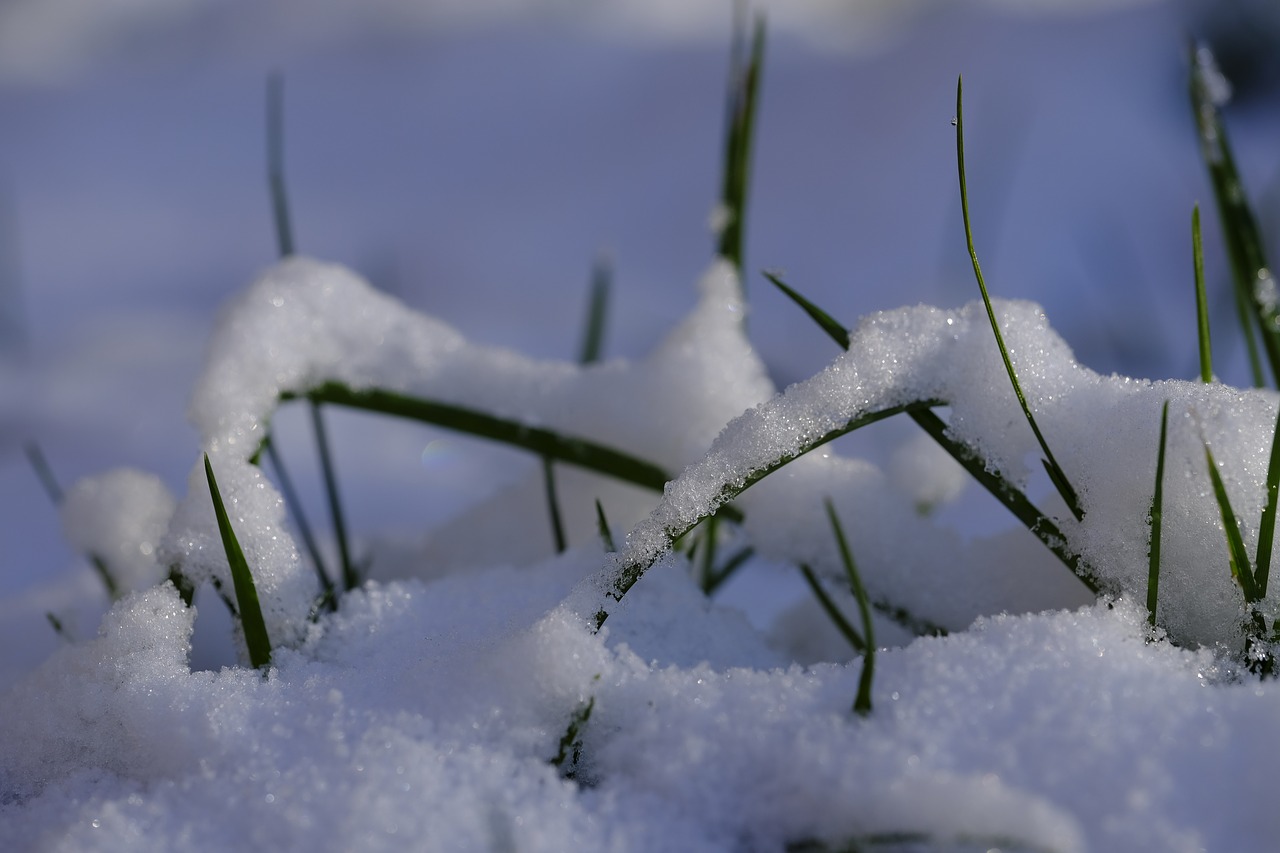 winter snow grass free photo