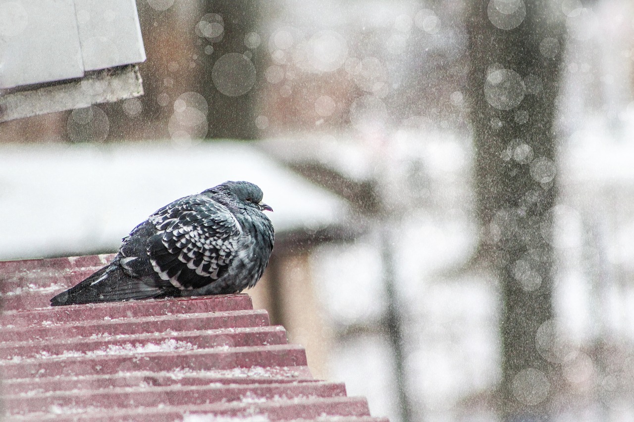 winter bird nature free photo