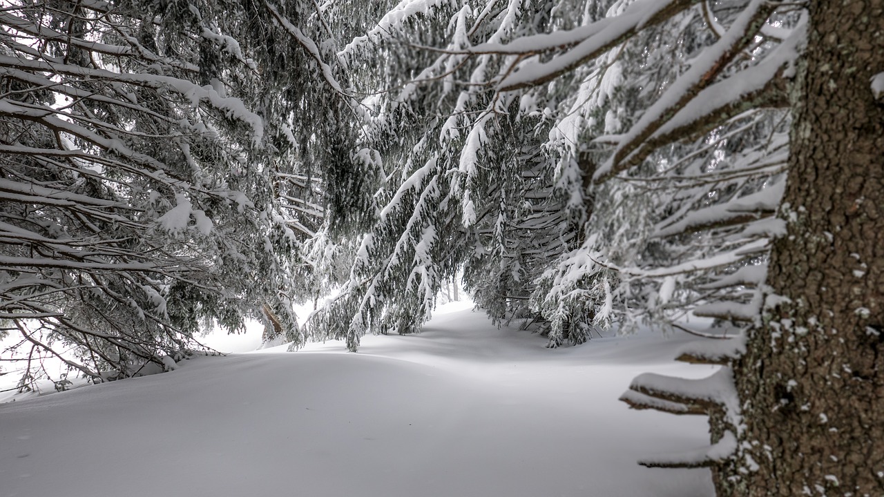 winter snow frost free photo