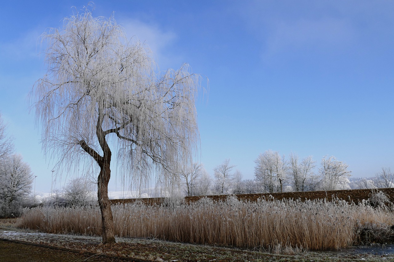 winter tree nature free photo