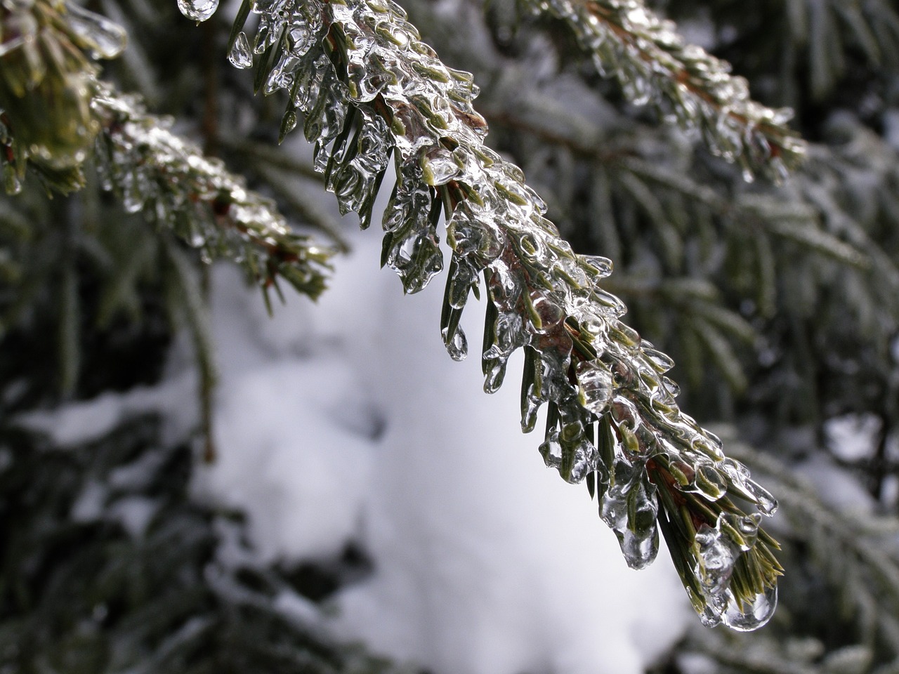 winter tree frost free photo