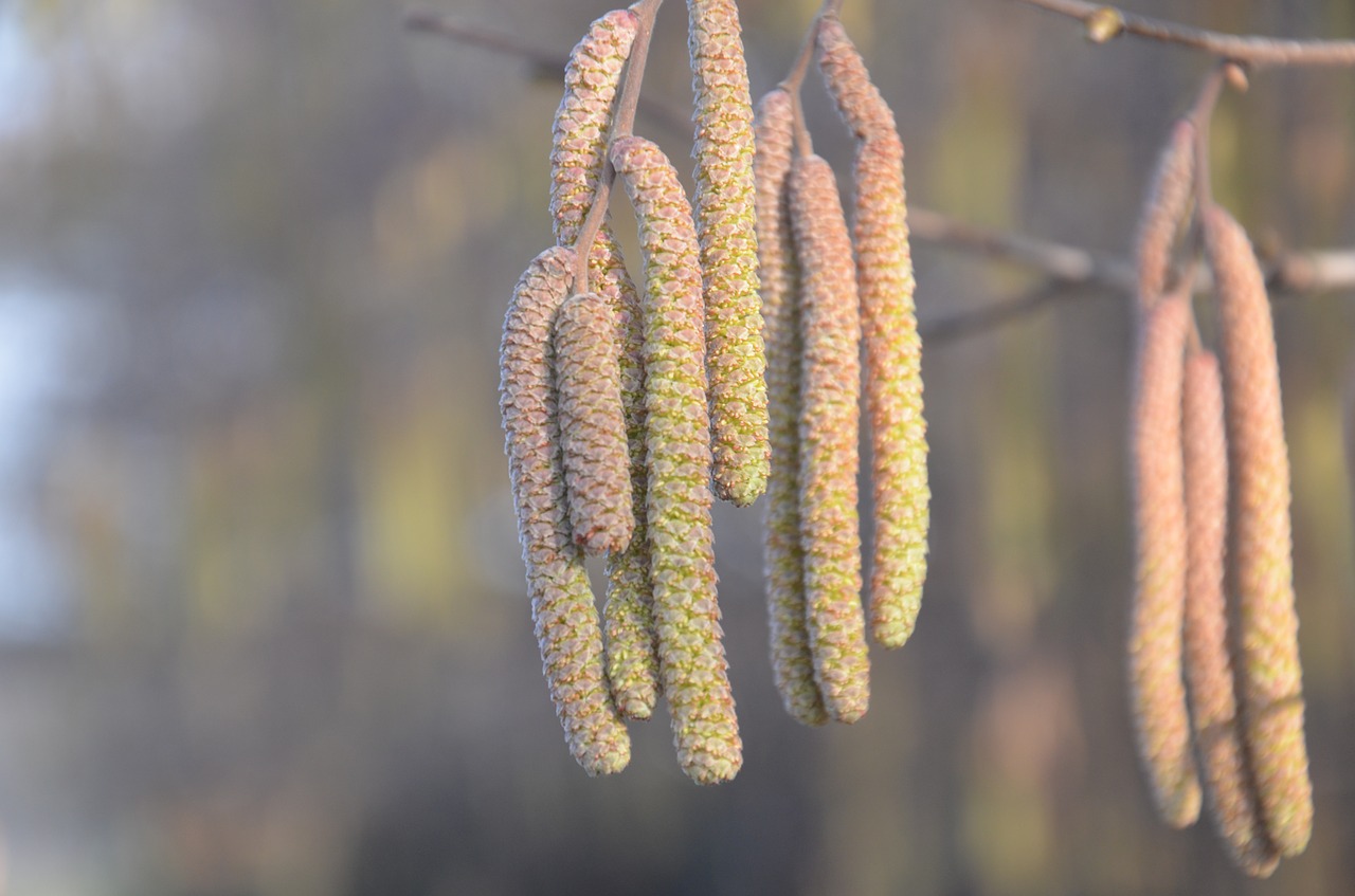 winter nature branch free photo