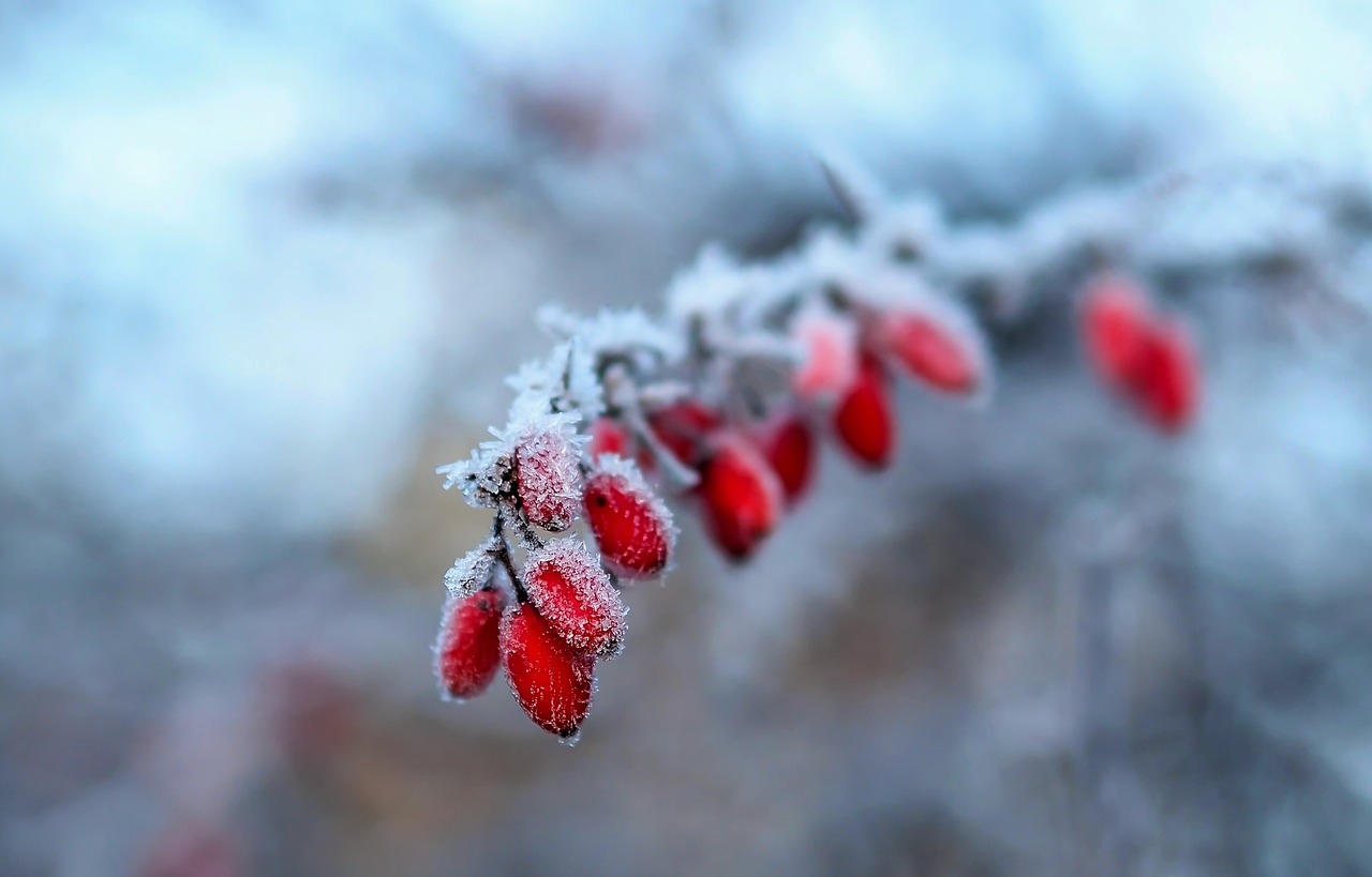 winter snow frost free photo