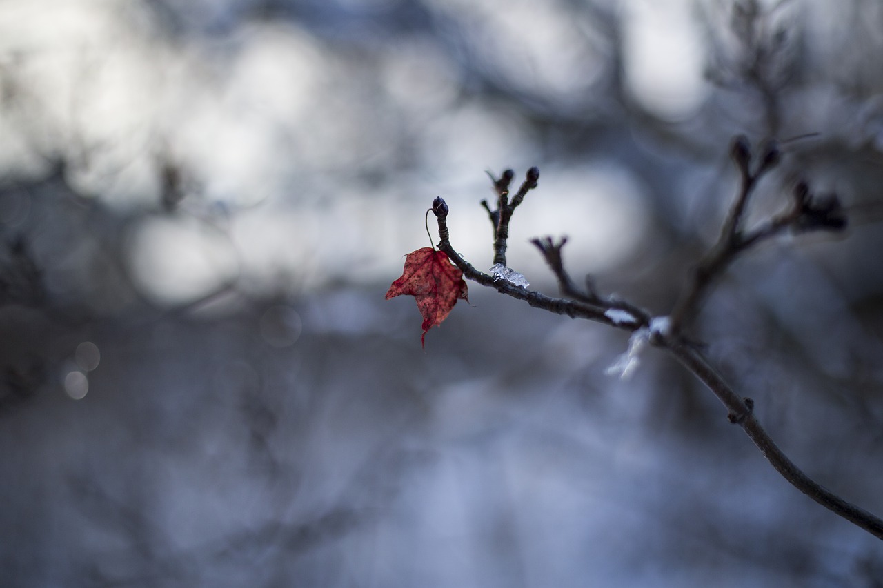 winter nature snow free photo