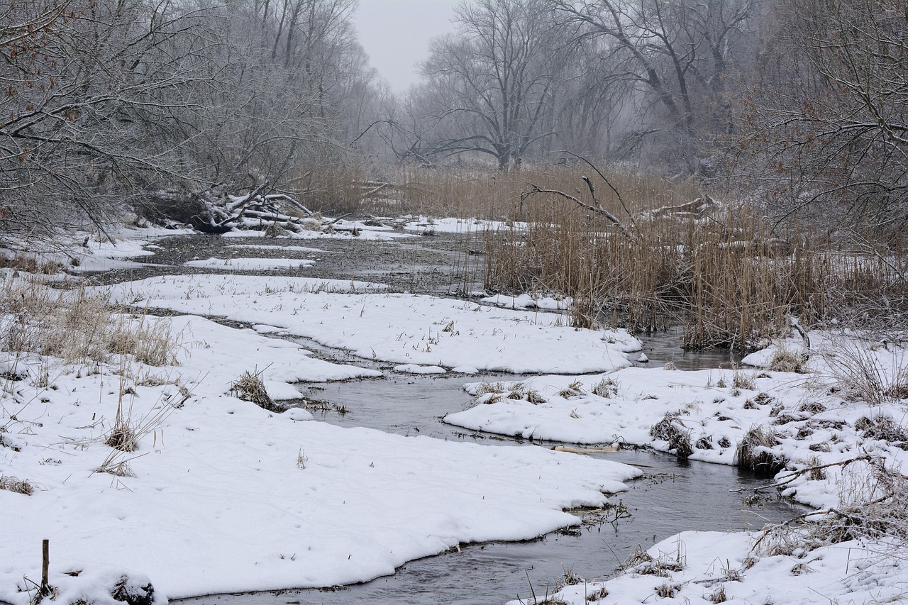 winter snow cold free photo