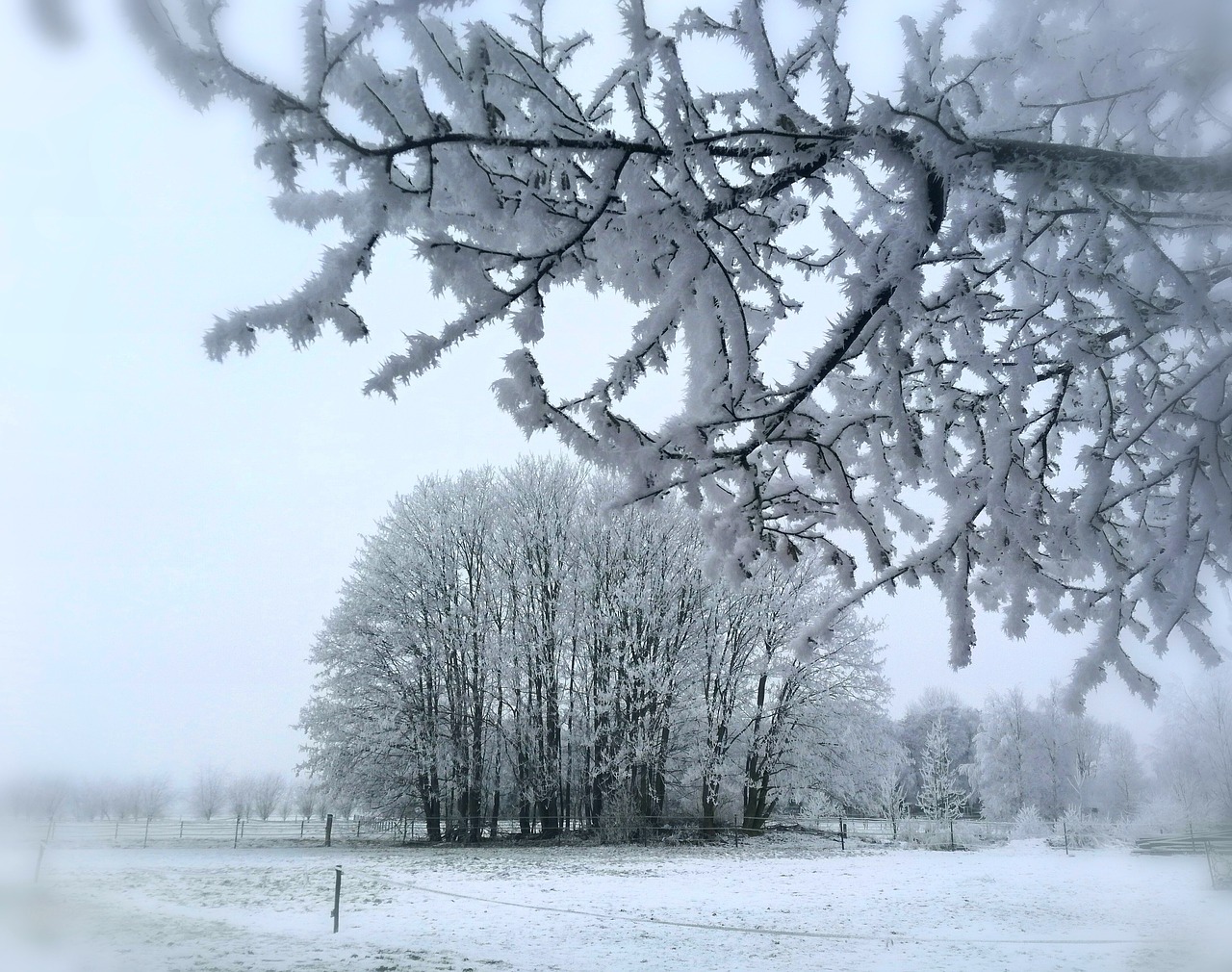 winter snow branch free photo