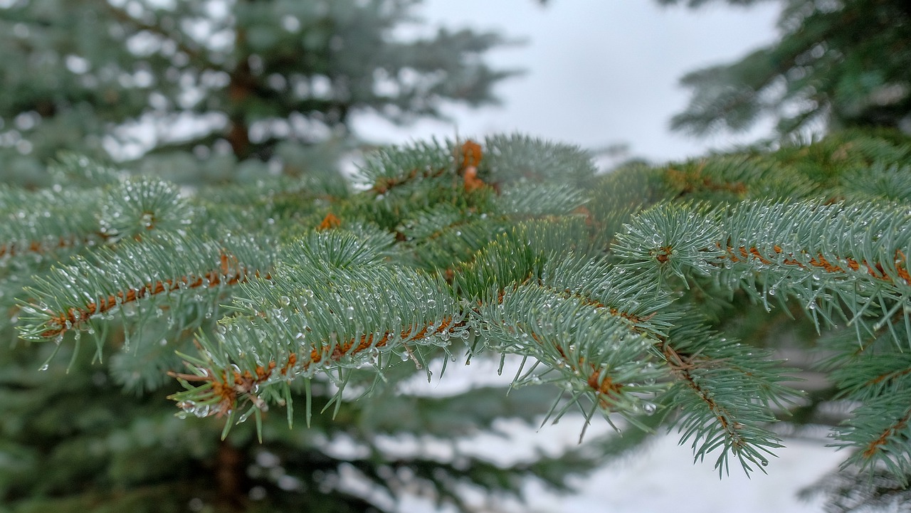 winter pine tree free photo