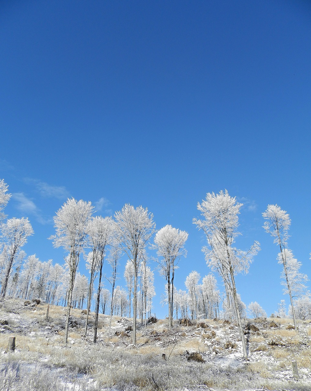 winter country slovakia free photo