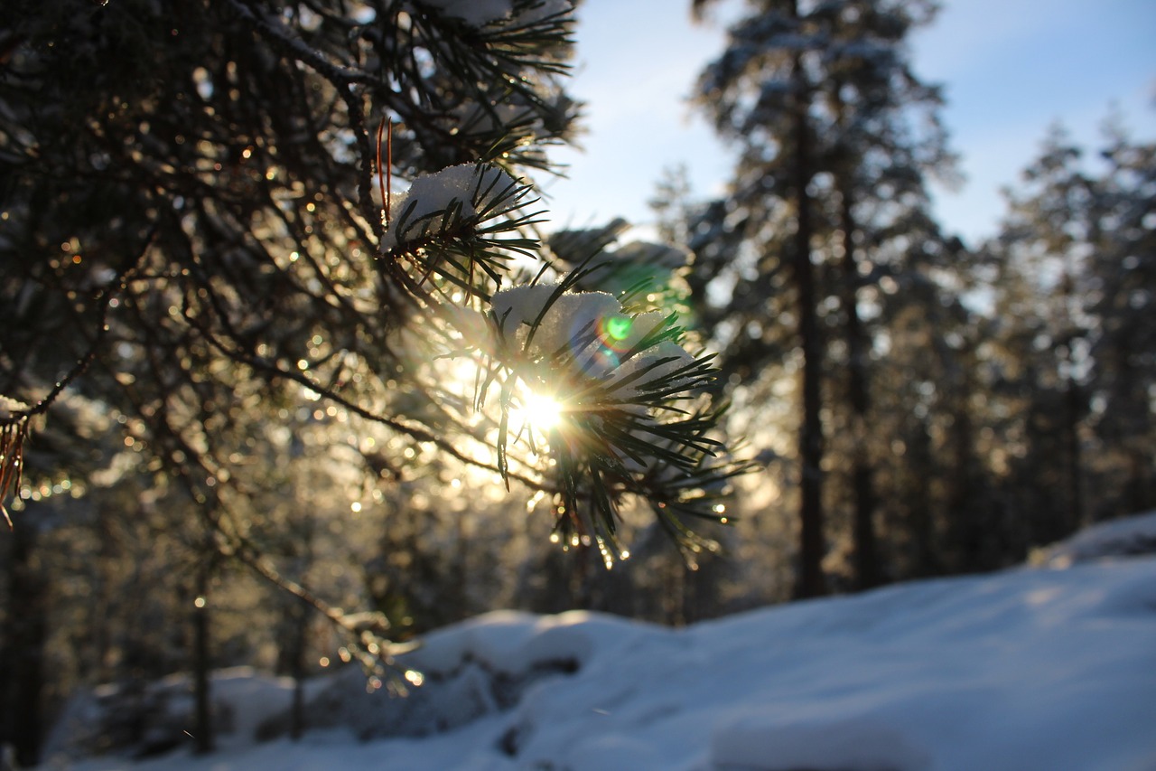 winter snow nature free photo