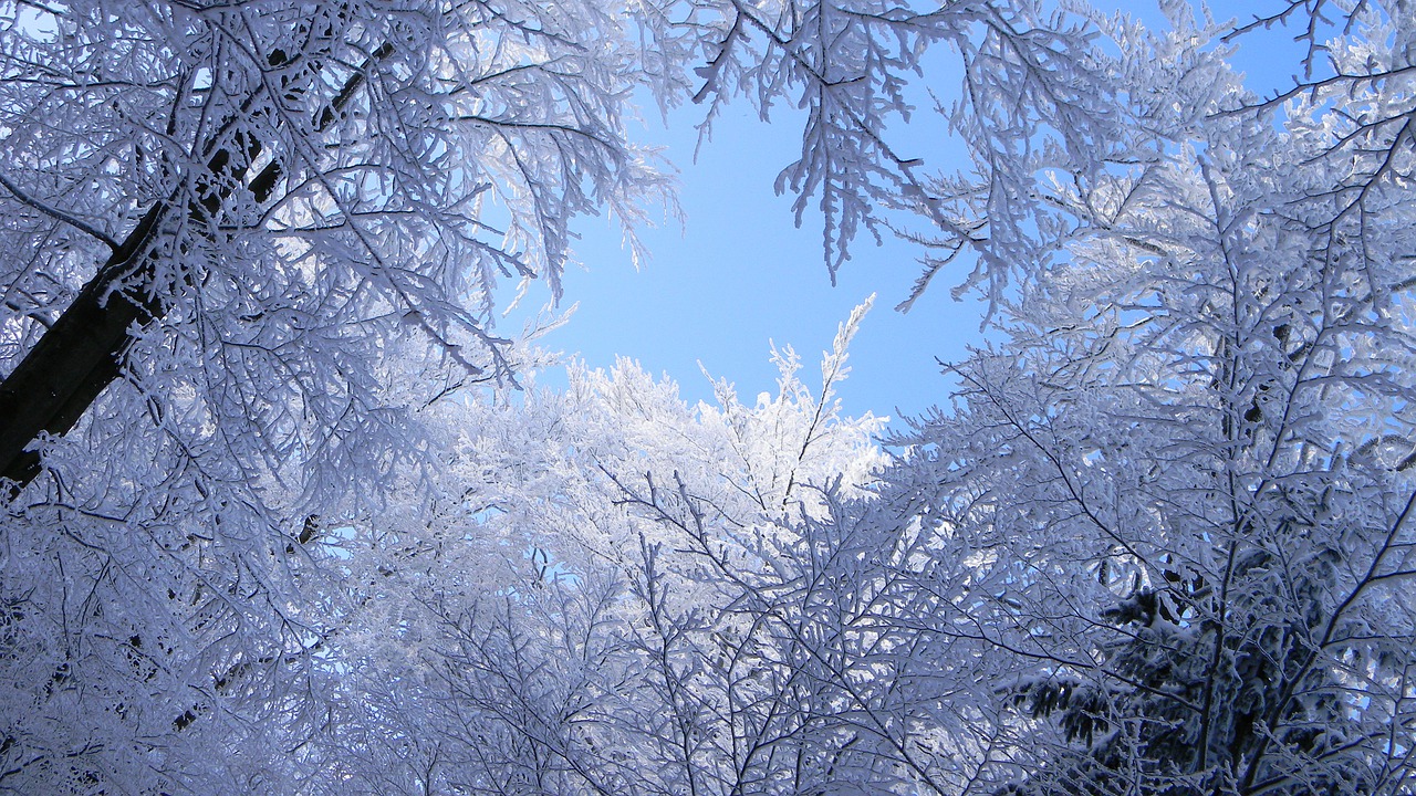 winter snow frost free photo