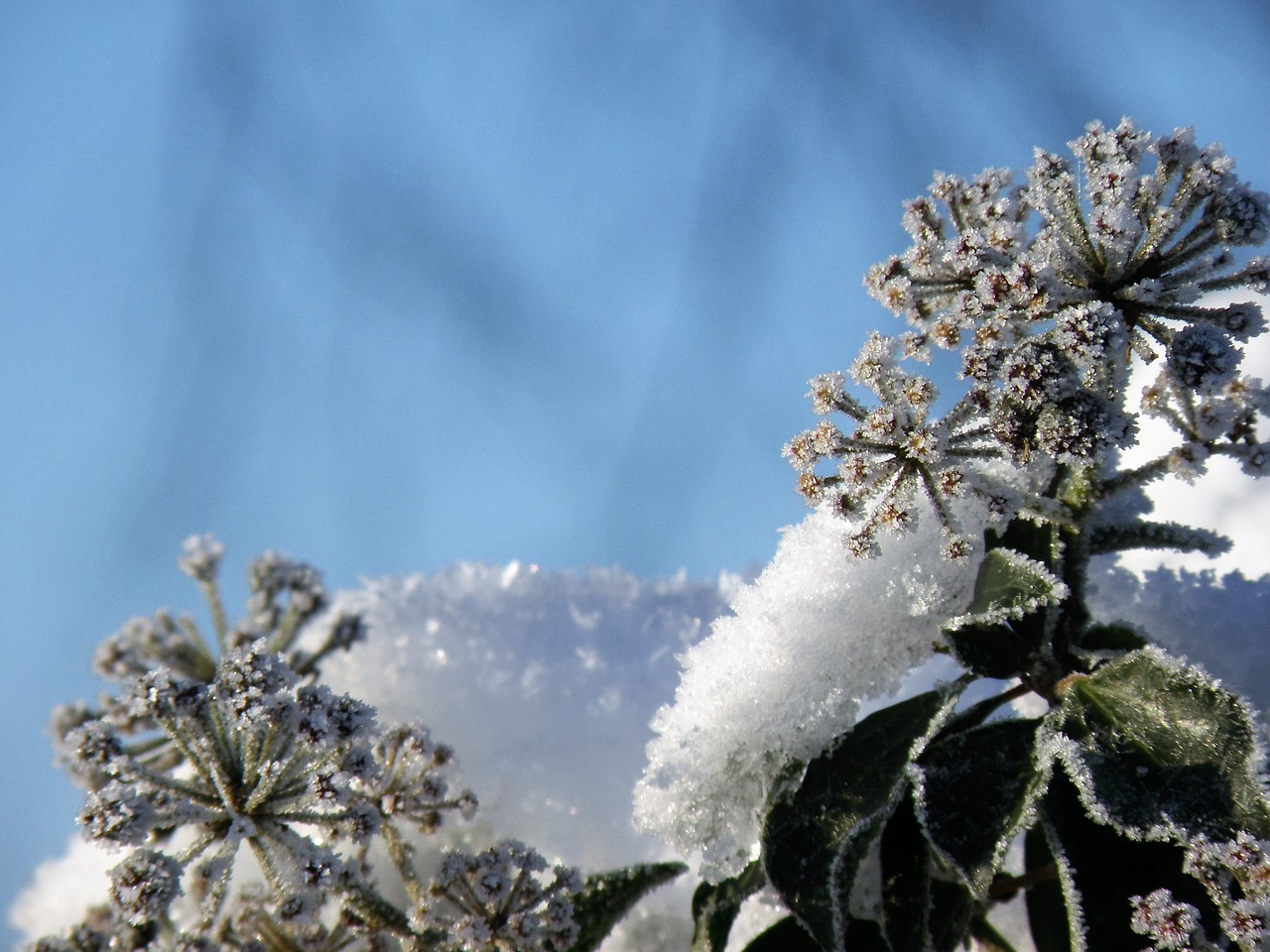 winter tree frost free photo