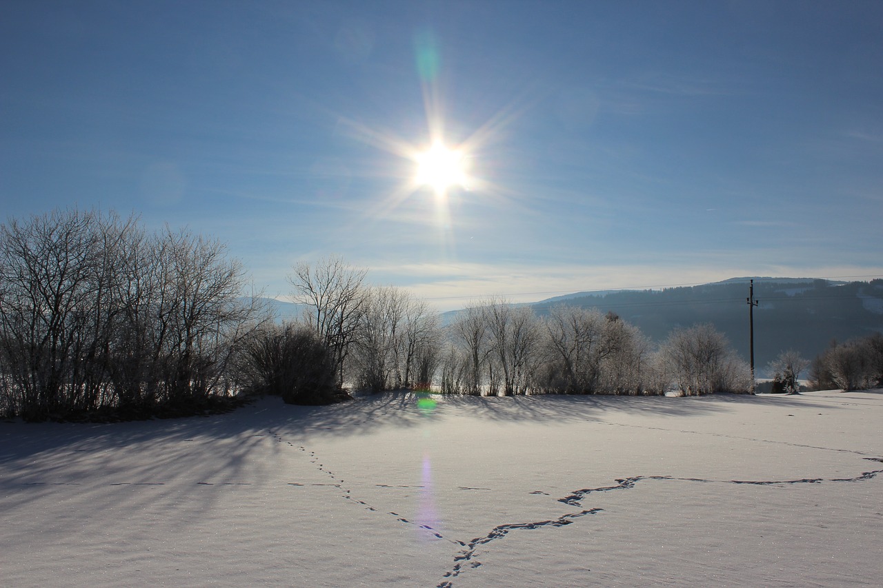 winter snow frozen free photo