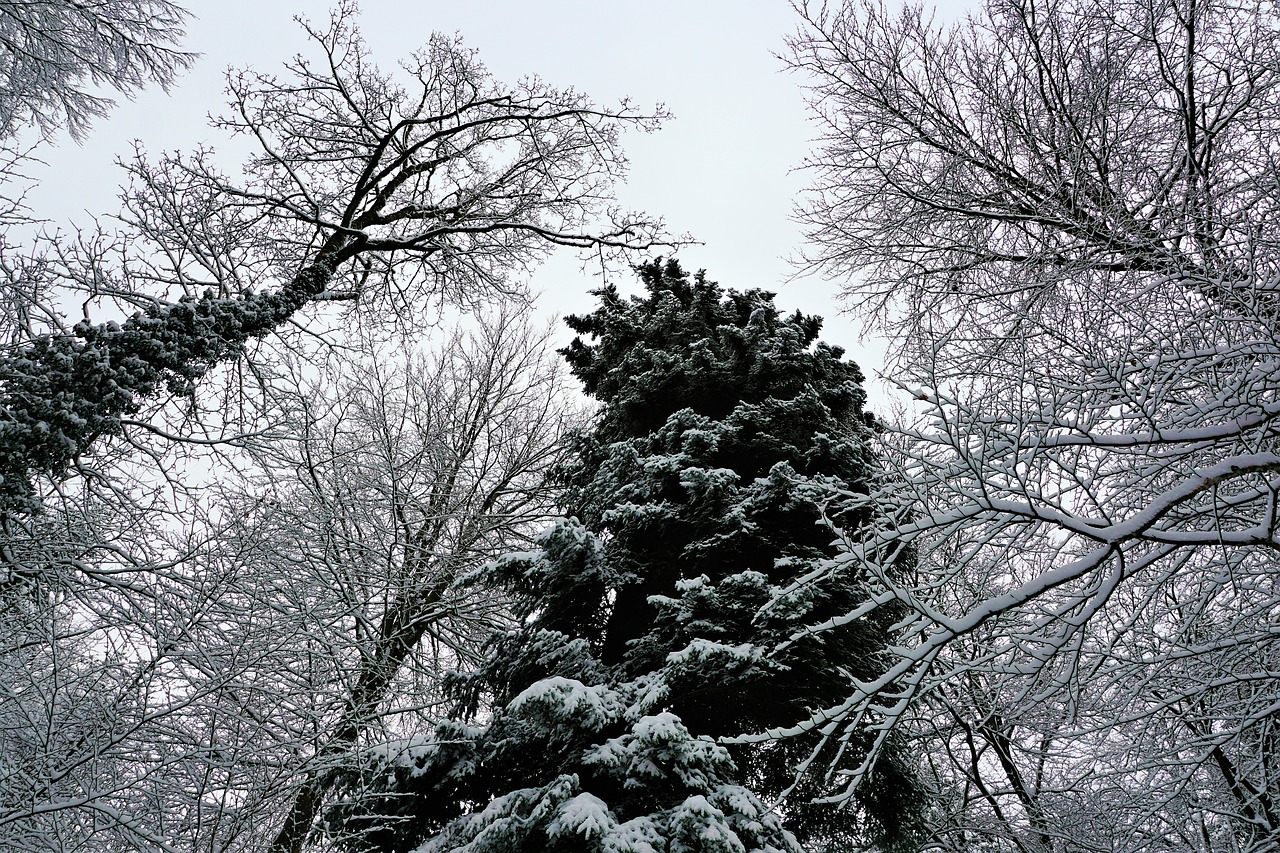 winter tree snow free photo