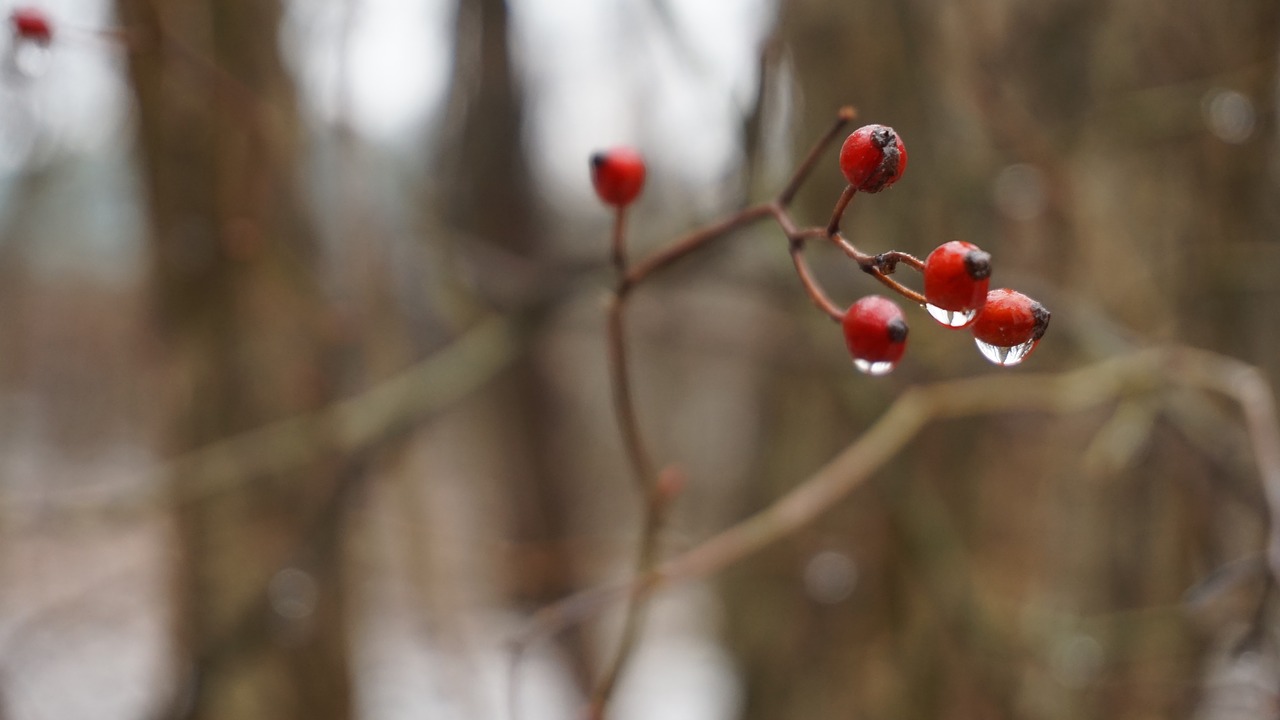 winter nature tree free photo