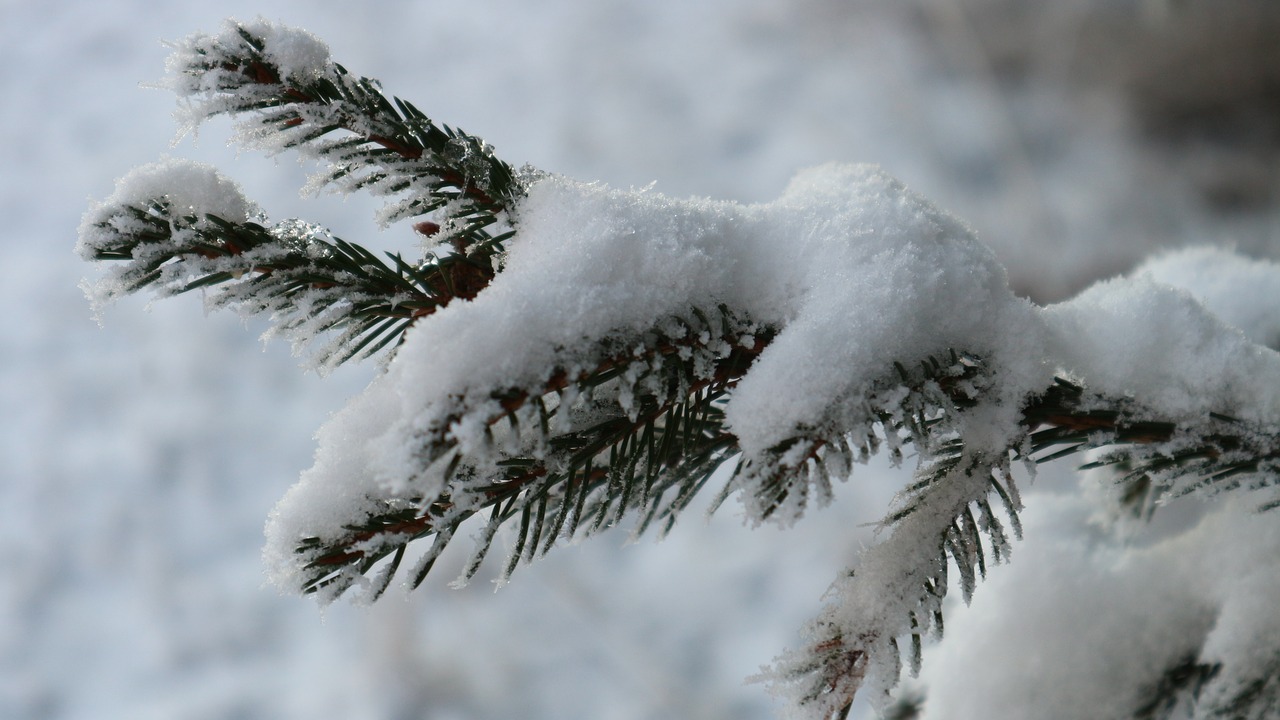 winter snow frost free photo