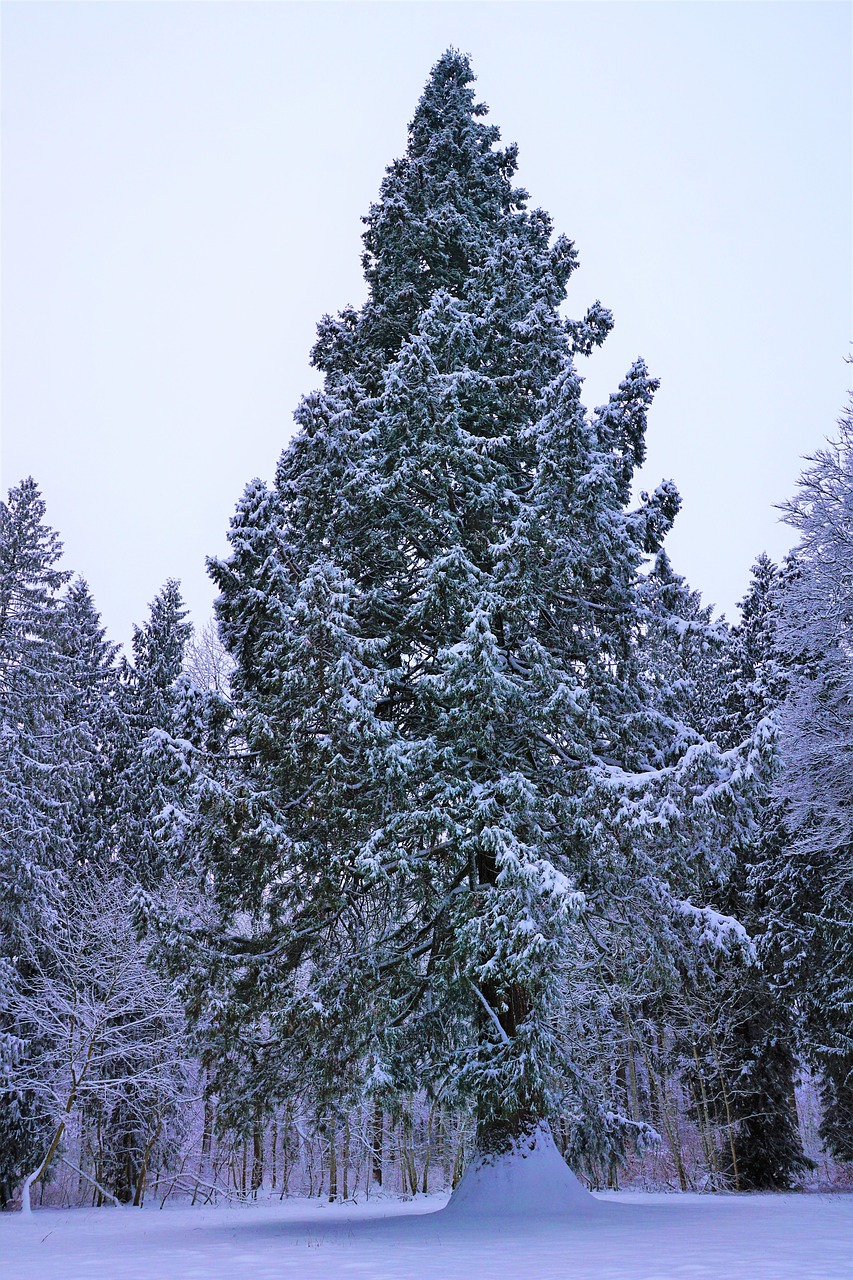 winter snow tree free photo