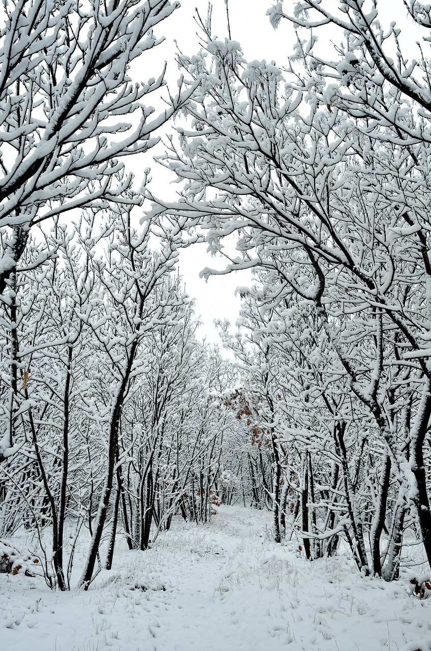 winter snow wood free photo