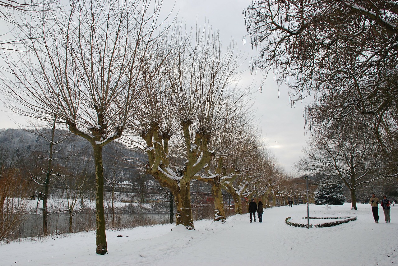 winter trees saarbrücken free photo