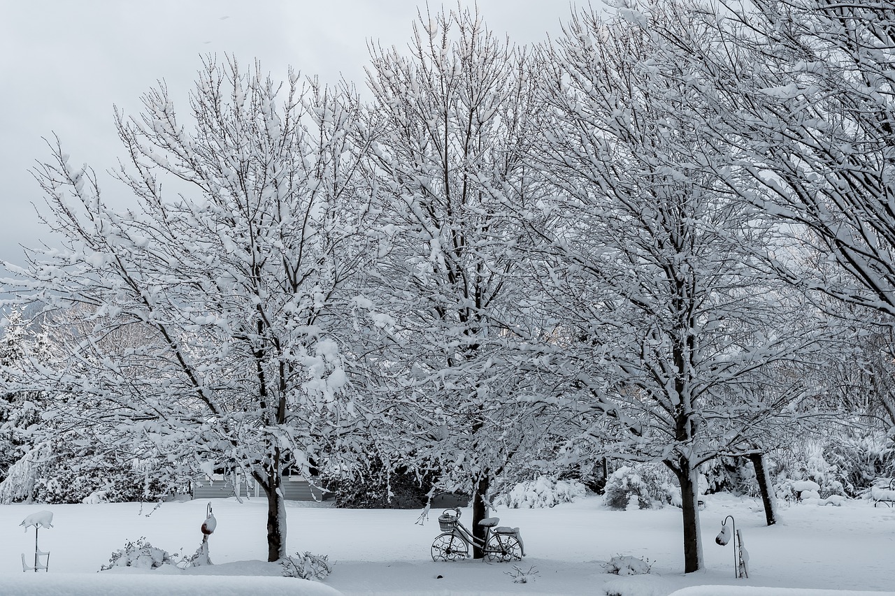 winter tree snow free photo