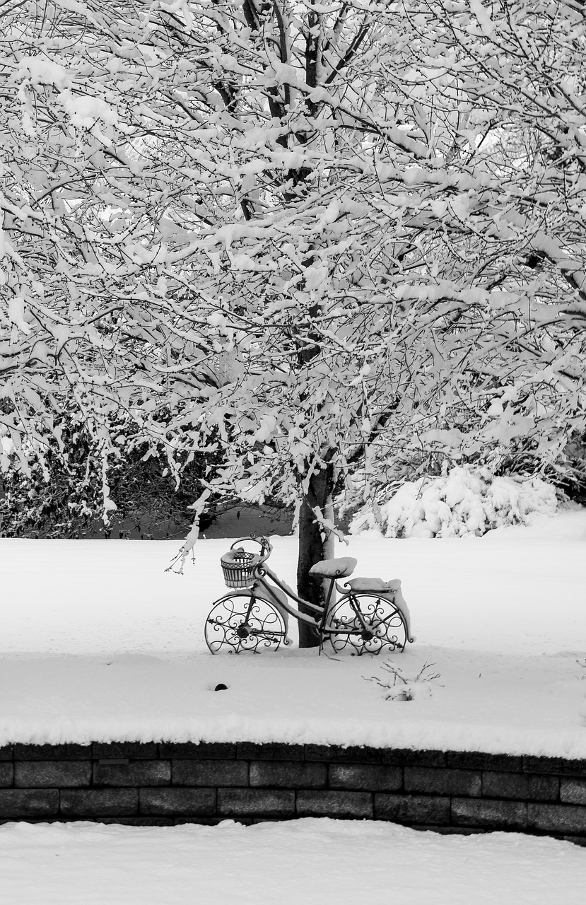 winter tree snow free photo