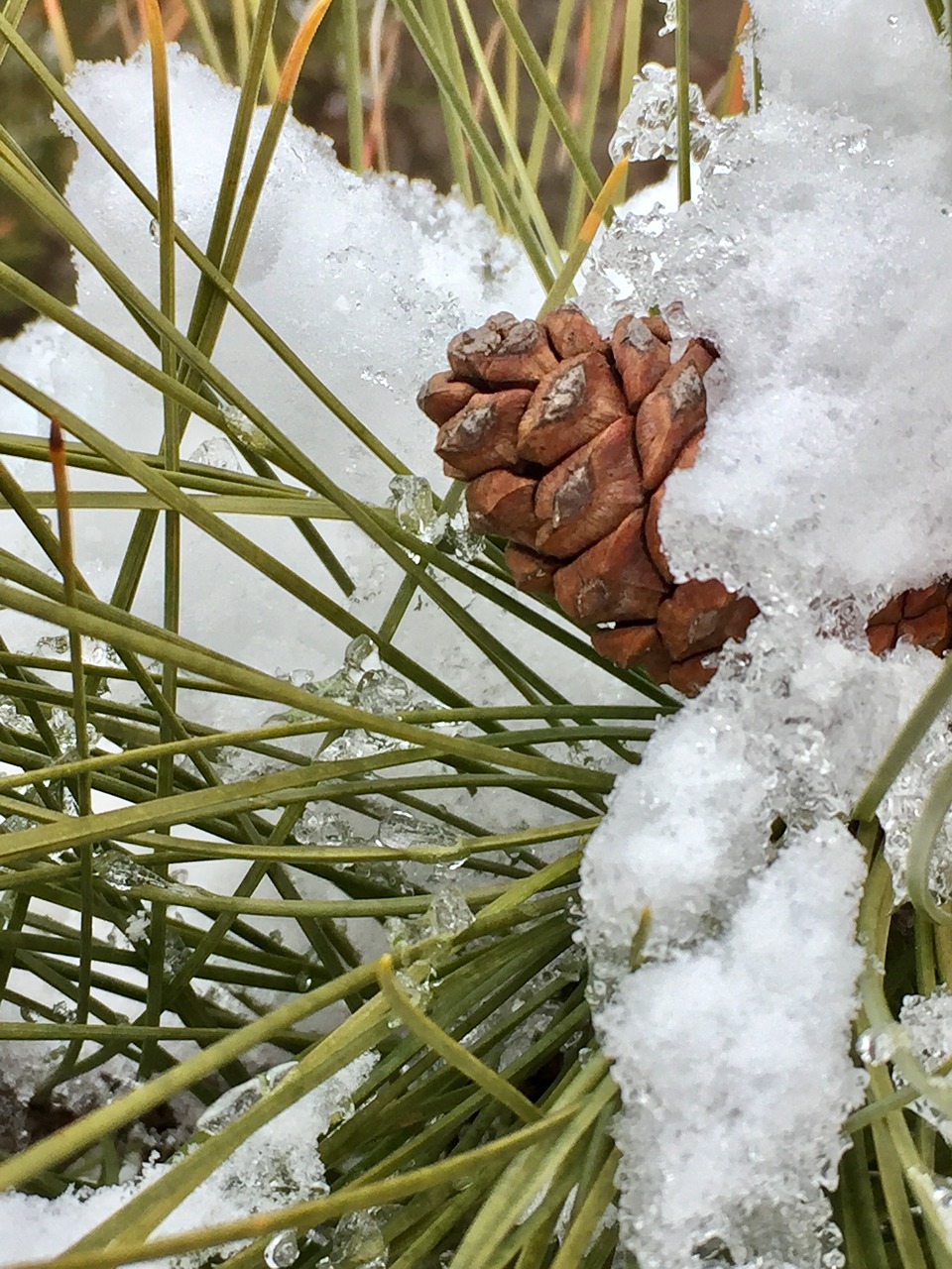 winter nature tree free photo