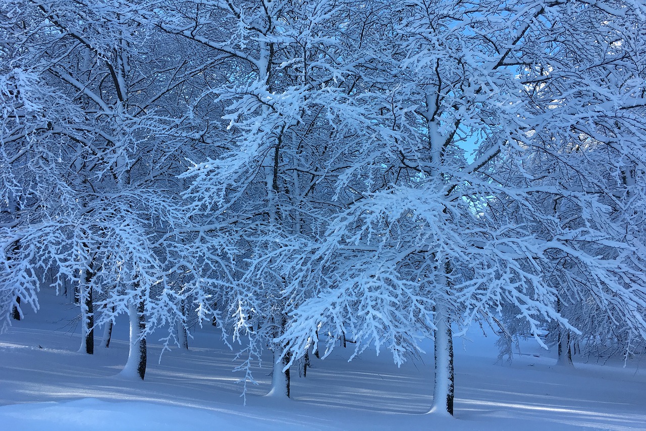 winter snow trees free photo