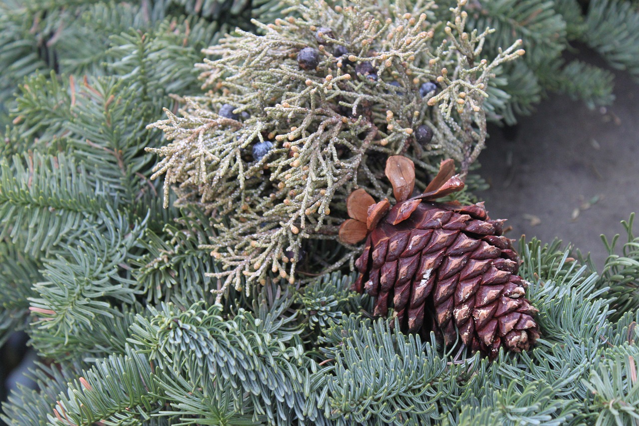 winter needle pine free photo