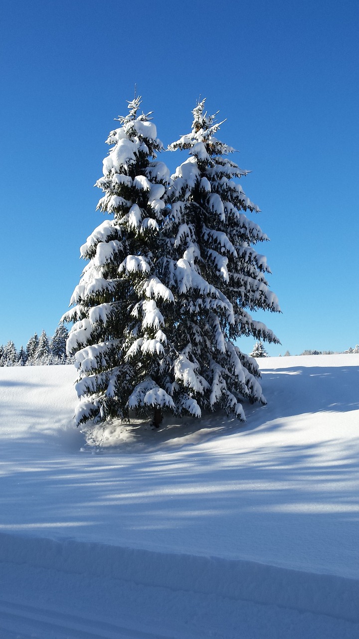 winter snow frost free photo