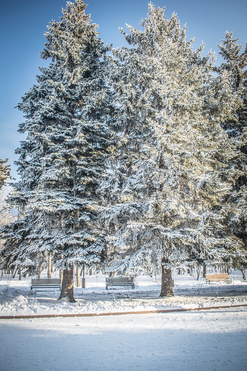 winter snow leann free photo