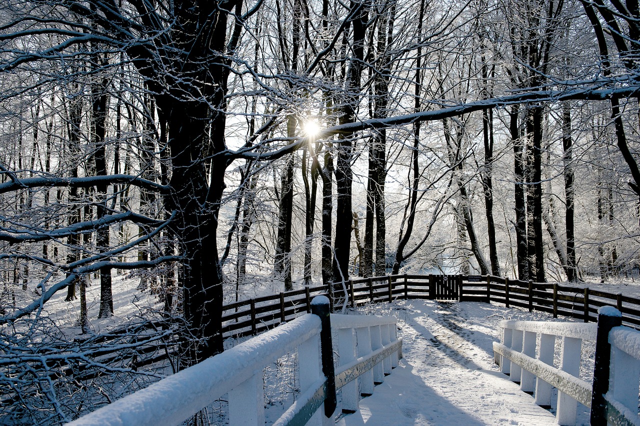 winter snow tree free photo