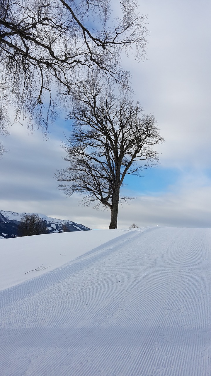 winter snow cold free photo