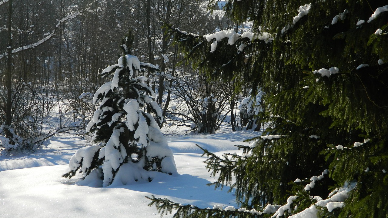 winter snow tree free photo