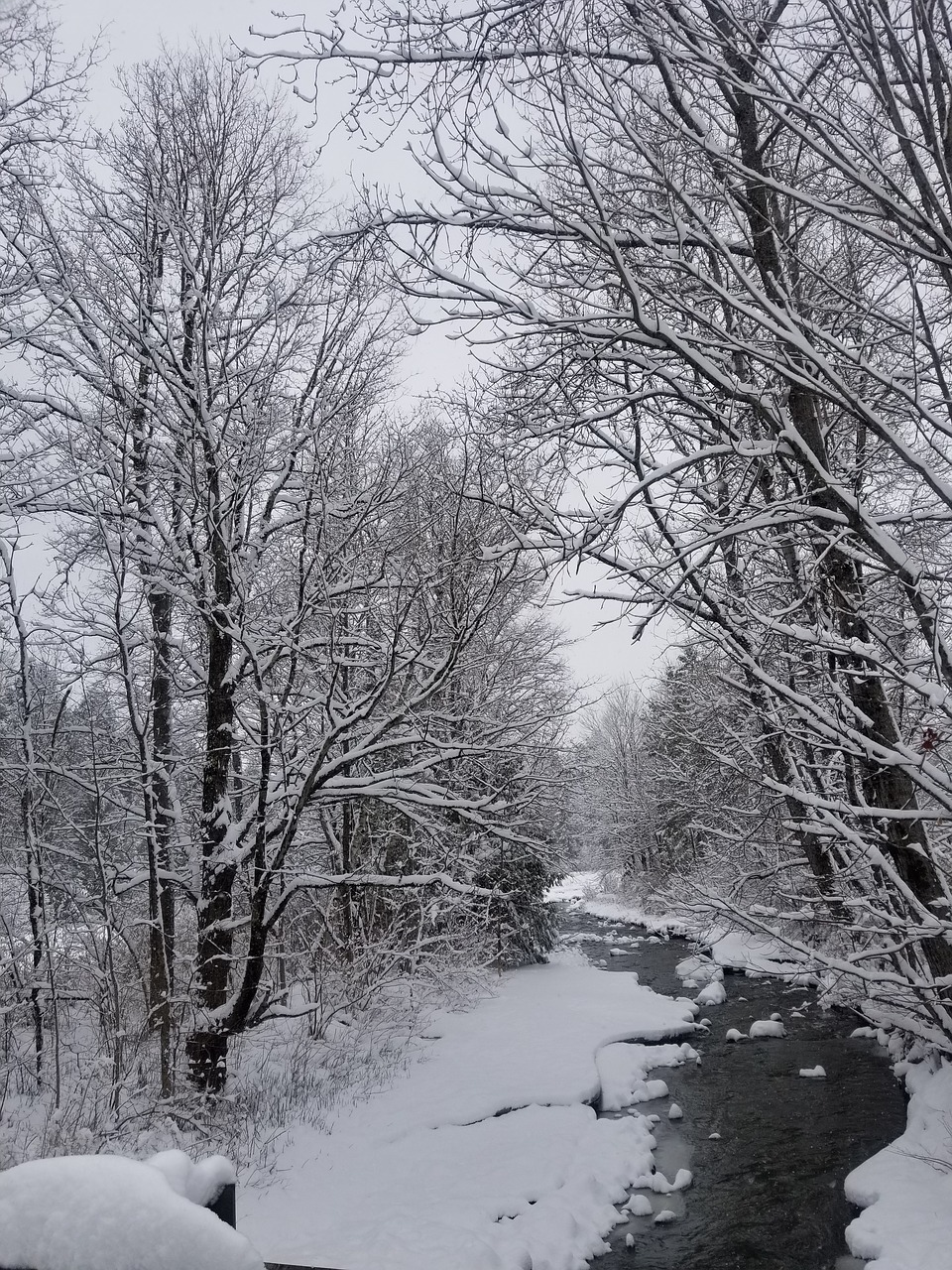 winter snow tree free photo