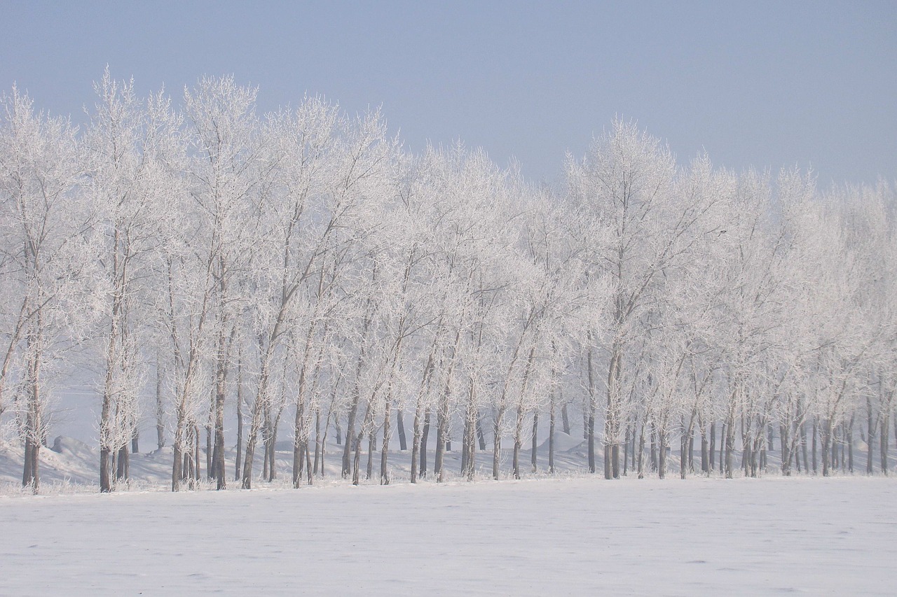 winter snow frost free photo