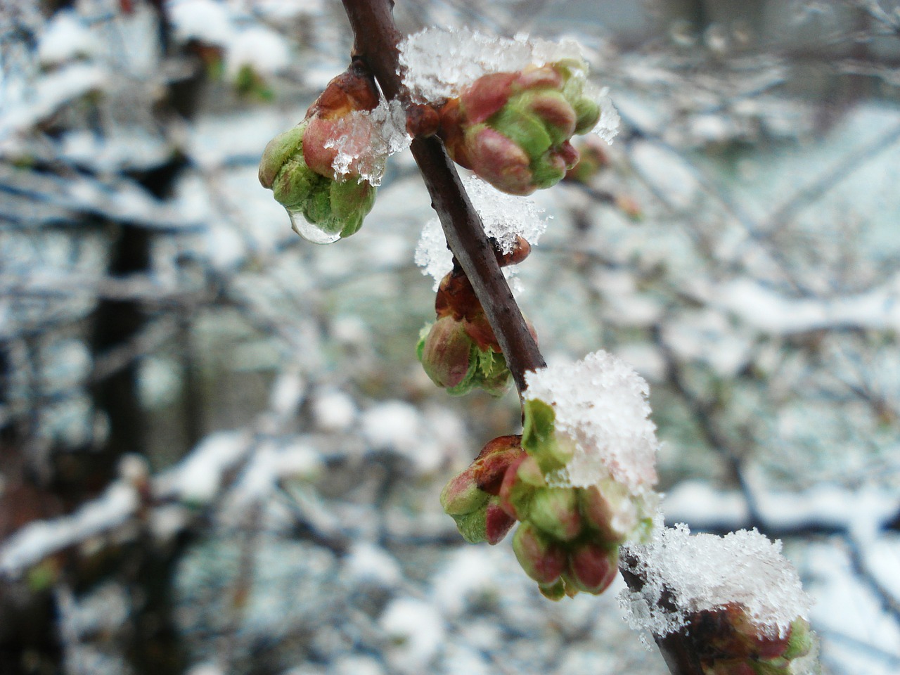 winter spring flowers free photo