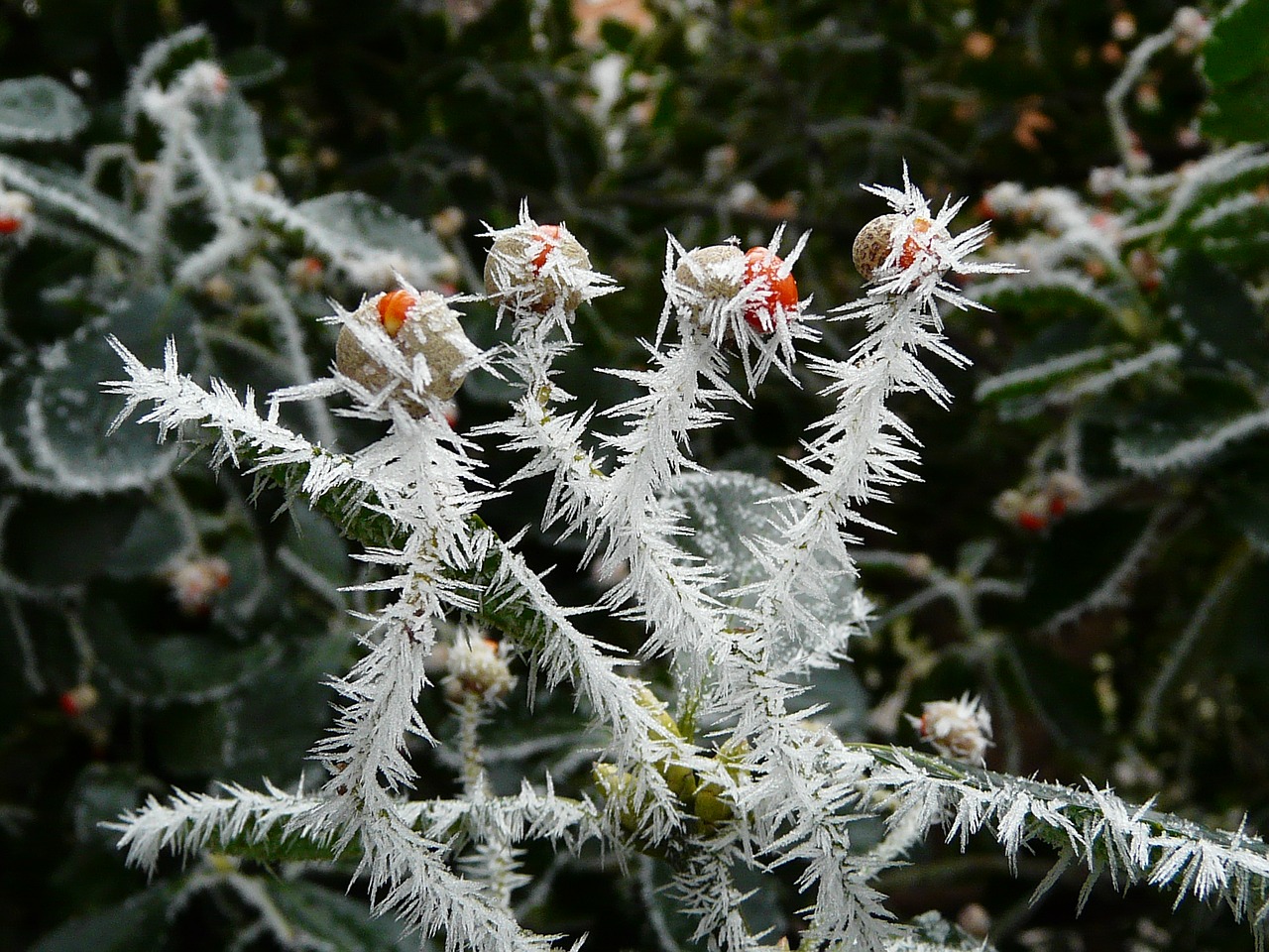 winter bush frost free photo