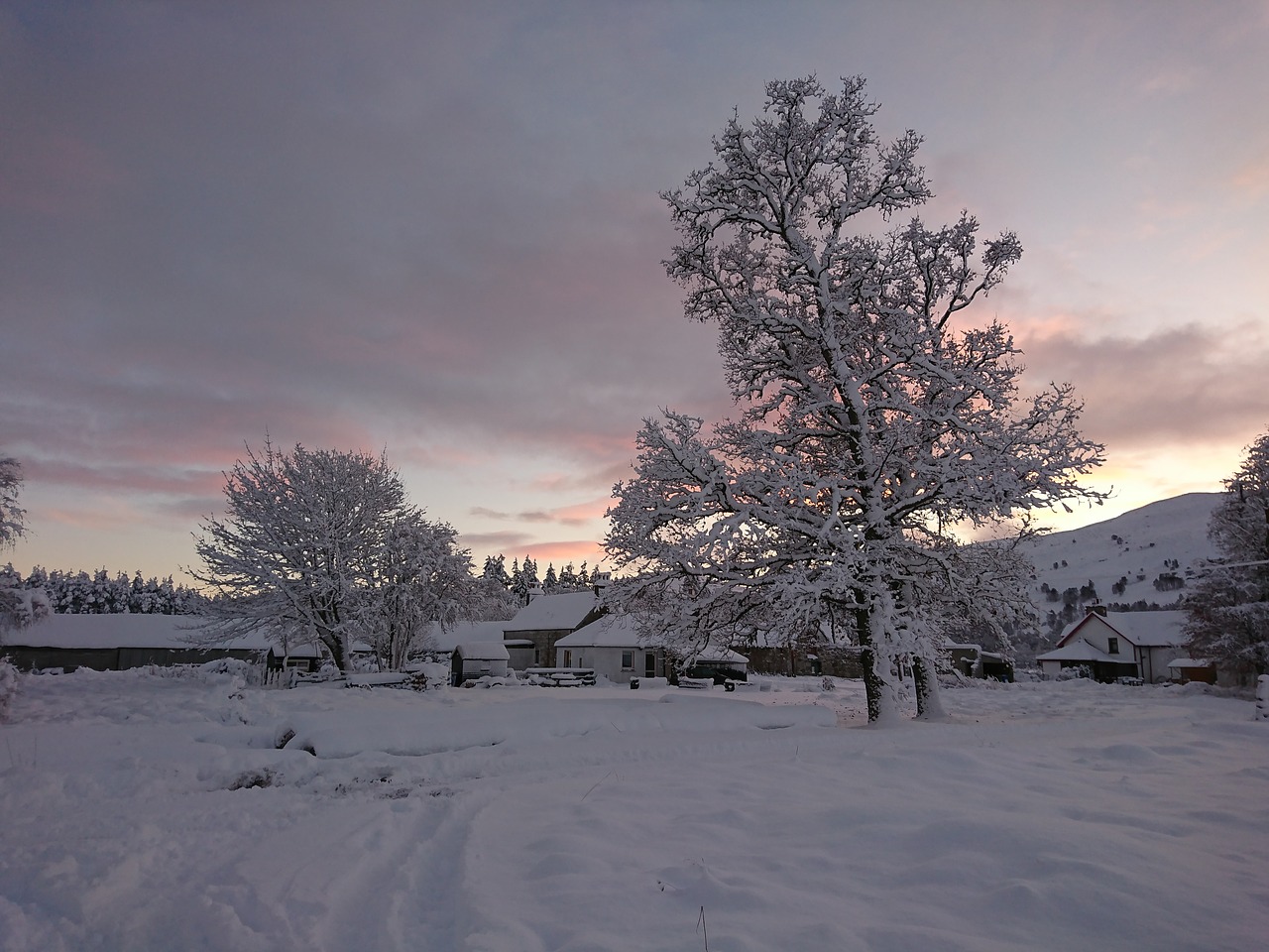 winter snow cold free photo