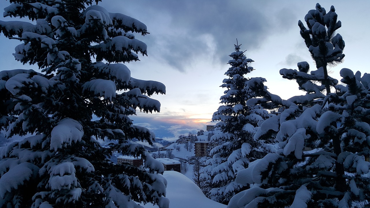 winter snow tree free photo