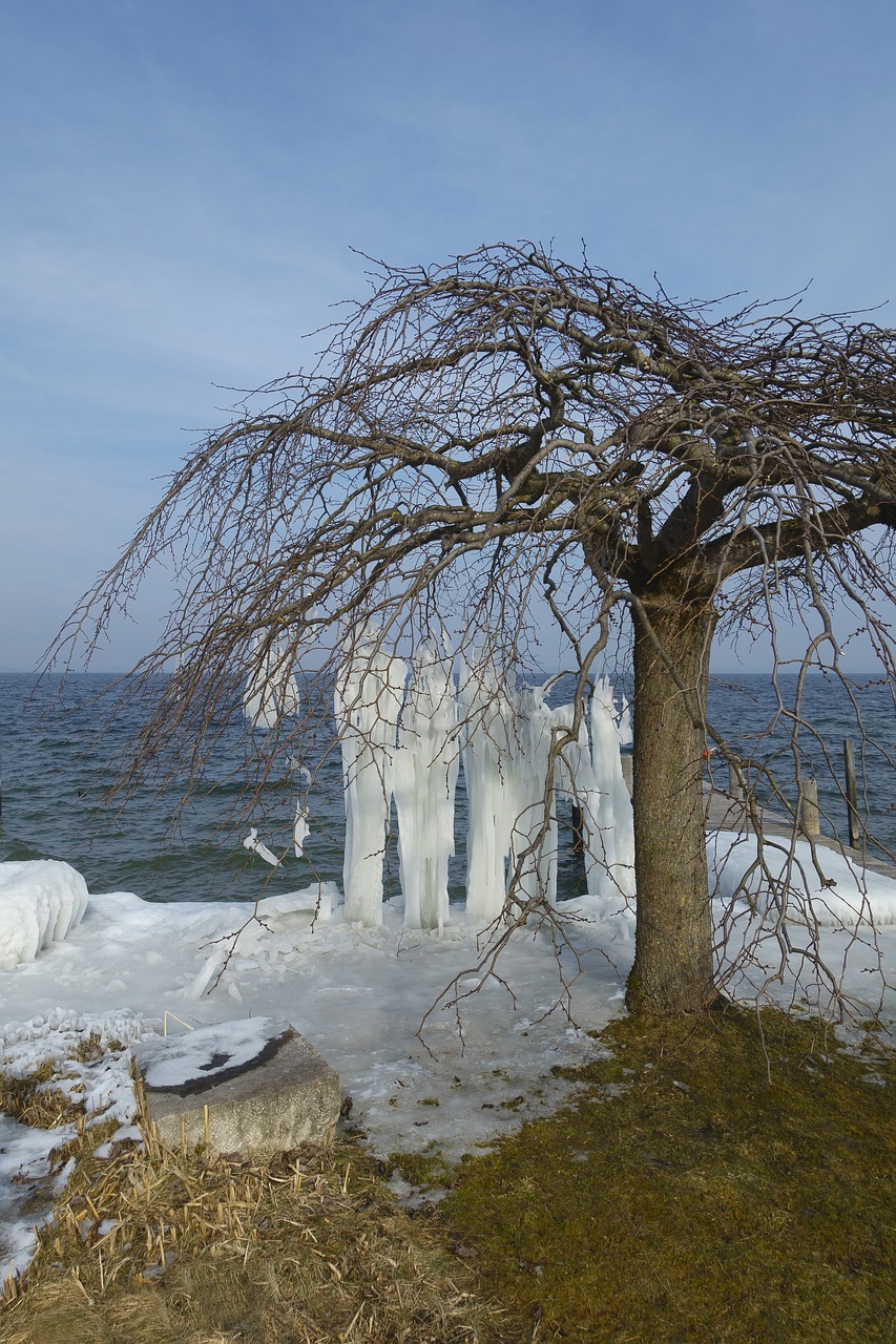 winter snow nature free photo