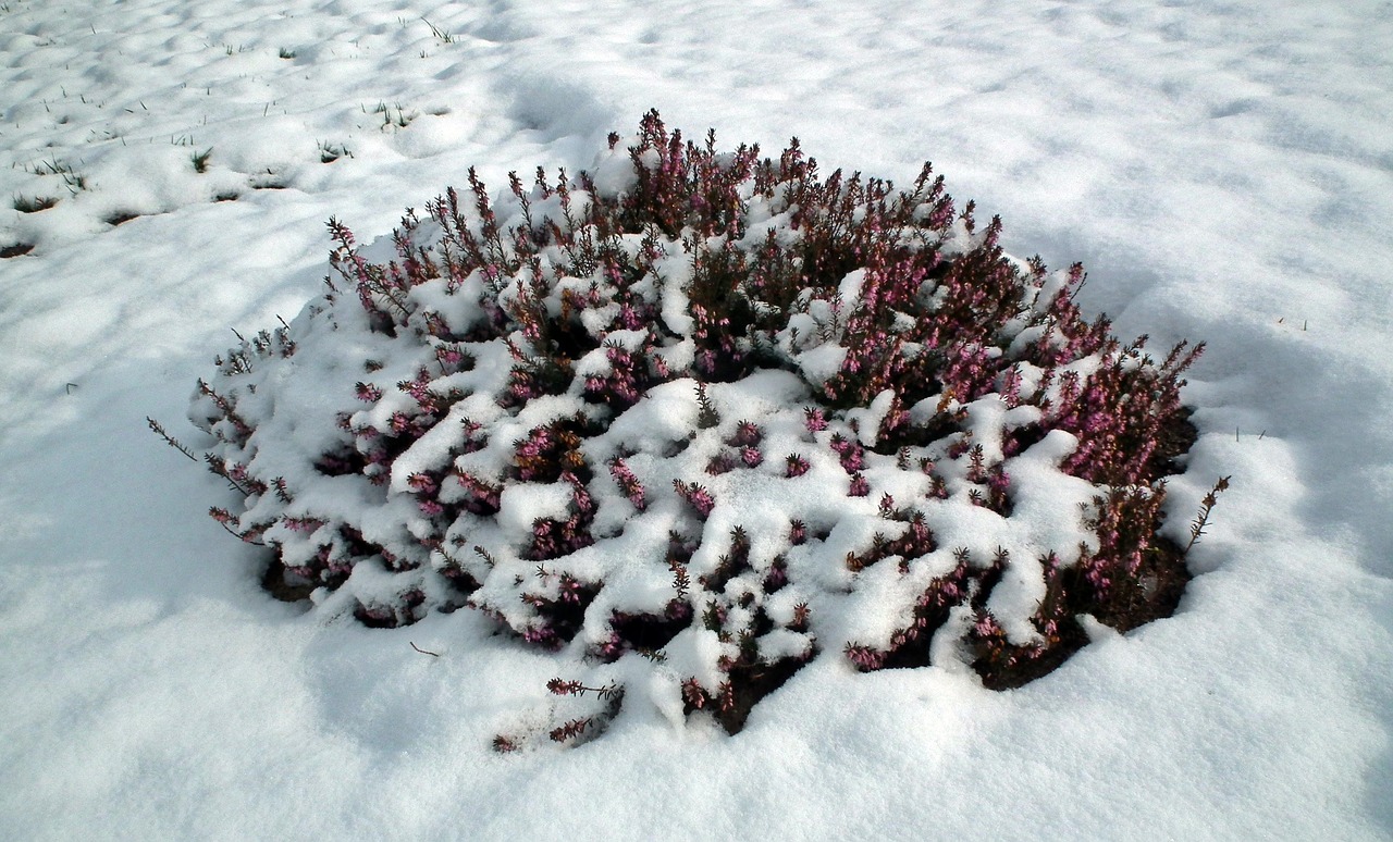 winter frost snow free photo