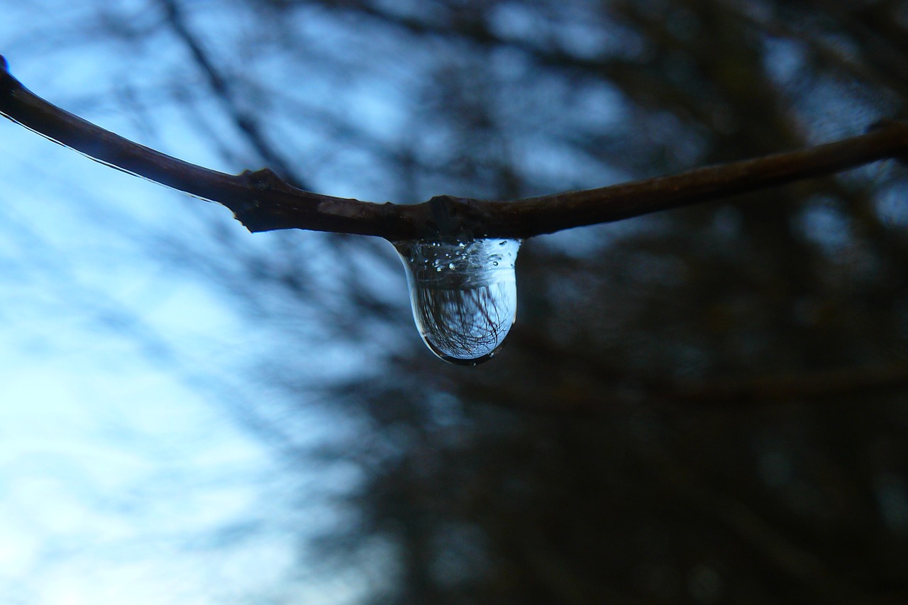 winter branch nature free photo