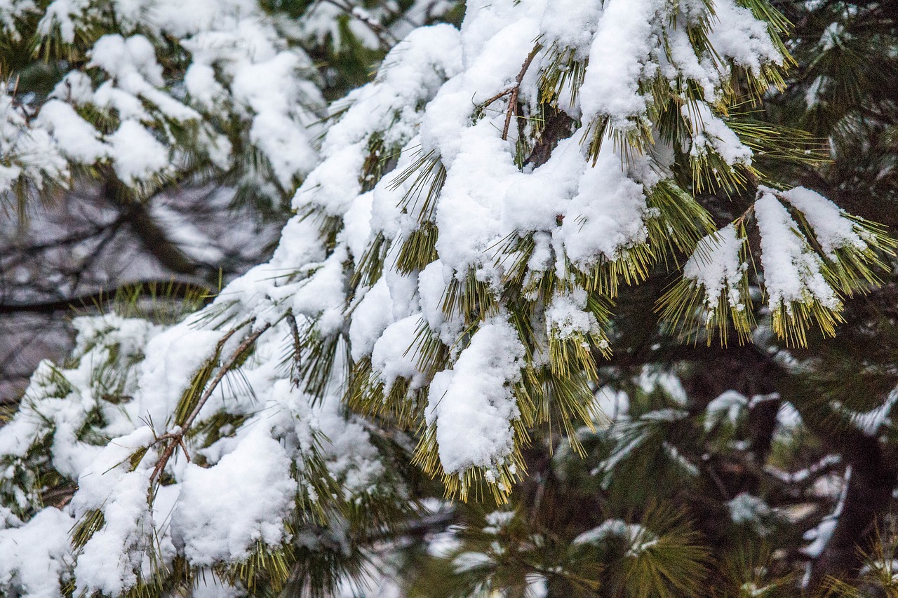 winter tree snow free photo