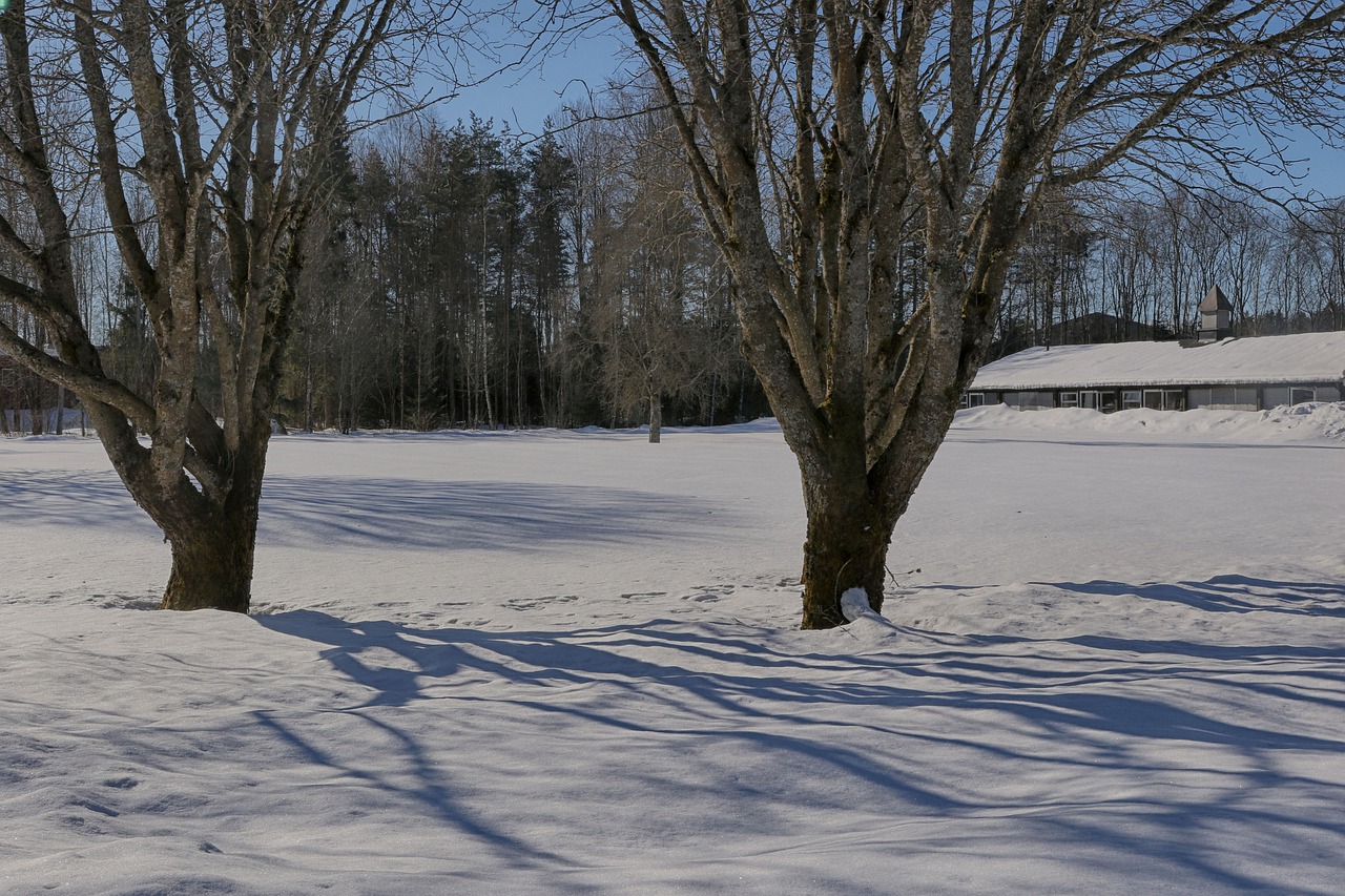 winter tree snow free photo