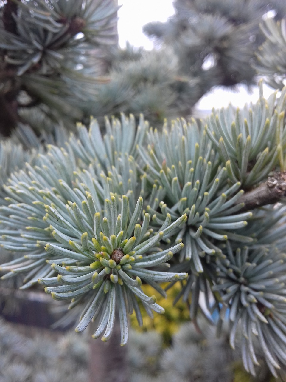 winter needle tree free photo