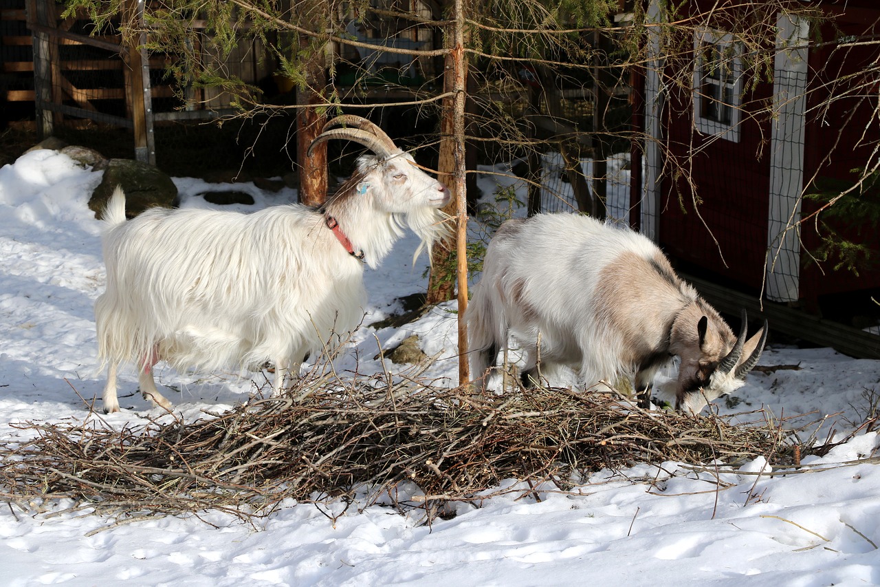 winter snow farm free photo