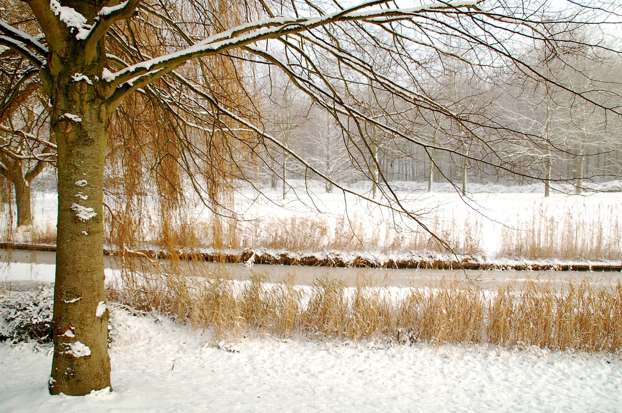 winter nature season free photo