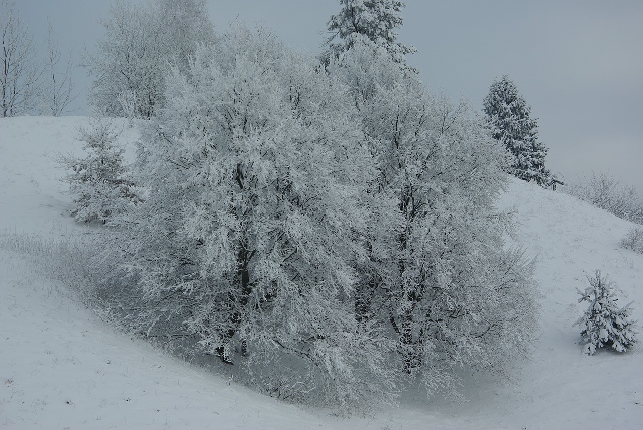 winter snow frost free photo