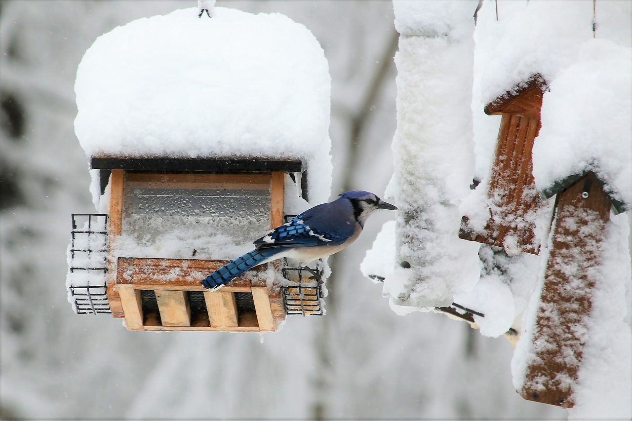 winter snow cold free photo