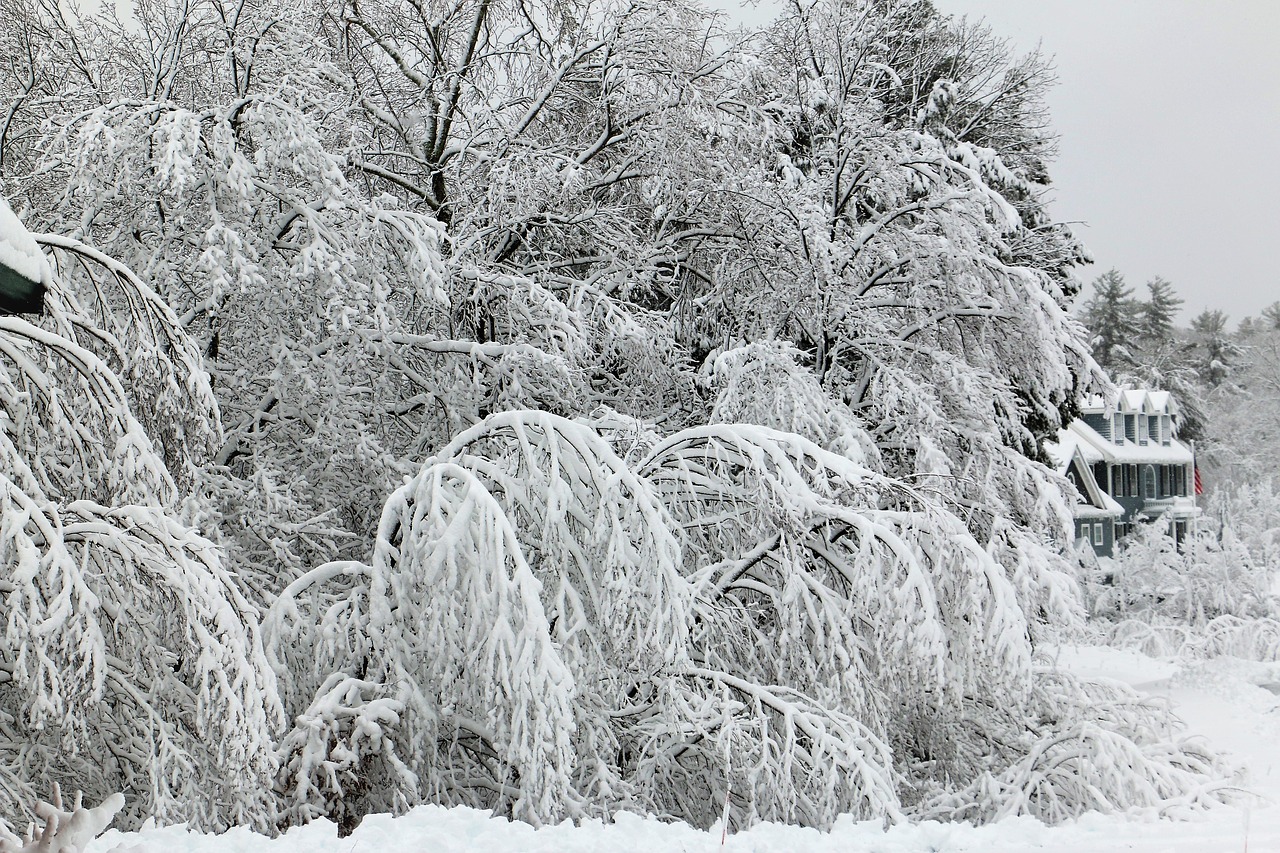 winter snow frost free photo